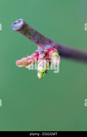 Makroaufnahme einer rose Knospe. Frühling mit Komposition der Natur. Blütenknospe. Stockfoto