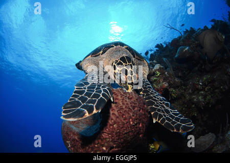 Echte Karettschildkröte Essen, Burgmauer, Grand Cayman. Stockfoto