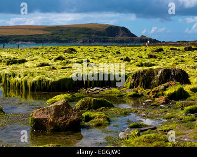 Felsenpools am Strand bei Ebbe im Daymer Bay in der Nähe von Padstow an der Küste von North Cornwall im Südwesten England UK Stockfoto