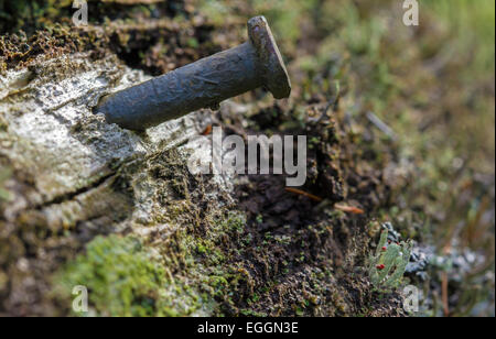 Übrig gebliebene Nagel ragte aus einer alten Flechten und Moos bedeckt Zaun. Stockfoto