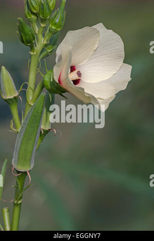 Okra (Abelmoschus Esculentus). Stockfoto