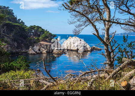 Felsige Küste und Bäume am Point Lobos State Reserve. Monterey County, Kalifornien, USA. Stockfoto