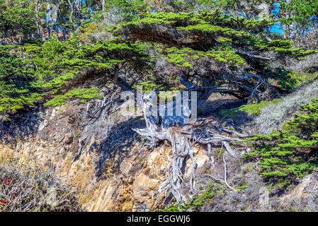 Der alte Veteran Cypress Tree am Point Lobos State Reserve. Monterey County, Kalifornien, USA. Stockfoto