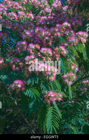 Silktree (Albizia Julibrissin). Stockfoto