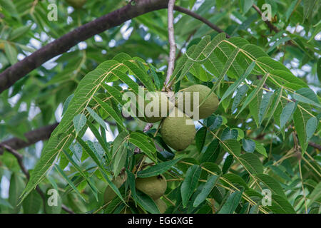 Östlichen Schwarznuss (Juglans Nigra) Stockfoto