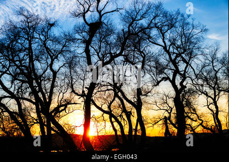 Sonnenuntergang hinter Pappeln im unteren Klamath Wildlife Refuge. Stockfoto