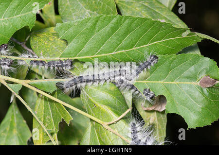 Walnuss-Raupe, Datana Integerrima, North American Insekt, Motte Larve Stockfoto