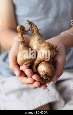 Nahaufnahme von Narzissen Narzisse gemischte Trompeten Glühbirnen in Händen Stockfoto