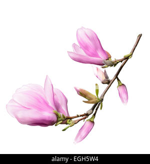 Digitale Malerei von Magnolia Blumen, Isolated On White Background Stockfoto