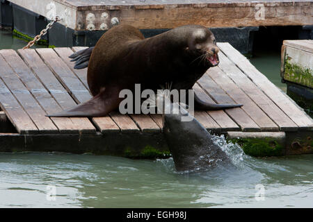 Kalifornien Seelöwen (Zalophus Californianus) auf Docks am Pier 39 Marina, San Francisco, San Francisco, Kalifornien, USA Stockfoto