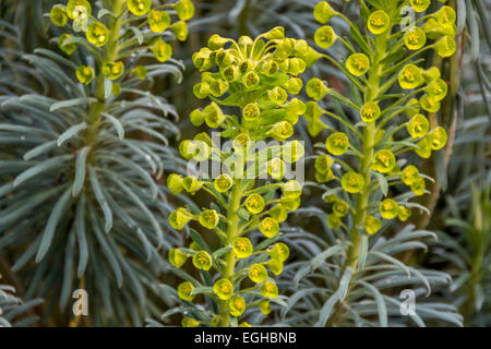 Makro-Mittelpunkt auf der Blume auf Euphorbia Characias. Der weiße milchige Saft dieser Pflanze ist giftig und Haut reizend. Stockfoto