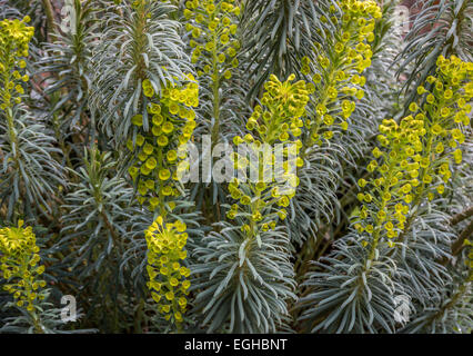 Makro-Mittelpunkt auf der Blume auf Euphorbia Characias. Der weiße milchige Saft dieser Pflanze ist giftig und Haut reizend. Stockfoto