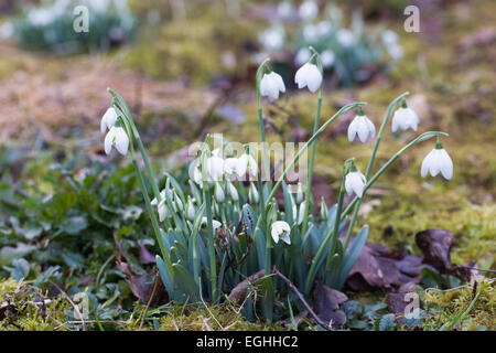 Galanthus "Hill Poe" im Garten wächst. Stockfoto