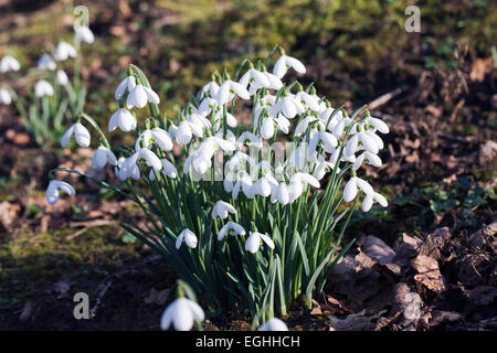 Galanthus S. Arnott. Spezies Schneeglöckchen wachsen am Rande eines Waldes Garten. Stockfoto