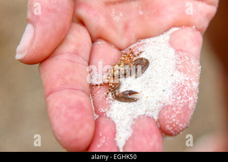 Kleine Krabbe auf Menschen Hand, Seychellen Insel La Digue Stockfoto