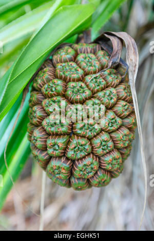 Pandanus Obst, Seychellen Insel La Digue Stockfoto