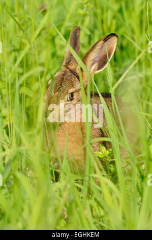 Hase (Lepus Europaeus), junge Kaninchen in hohe Gräser, North Rhine-Westphalia, Deutschland Stockfoto
