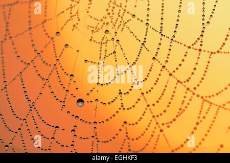 Spinnennetz mit Tautropfen bei Sonnenaufgang, North Rhine-Westphalia, Germany Stockfoto