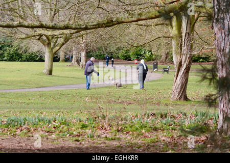 Weimaraner Hund Pooing als Besitzer Blick auf in Bedford Park, Bedford, Bedfordshire, England Stockfoto