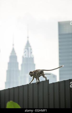 Ein Long-tailed Macaque Spaziergänge an einem Zaun mit ihrem Baby mit den Petronas Towers in Kuala Lumpur, Malaysia im Hintergrund. Stockfoto