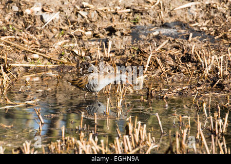 Wasser-Schiene (Rallus Aquaticus) Fütterung auf einer Fläche von Röhricht die Förderung nachwachsen zurück geschnitten worden ist. Stockfoto