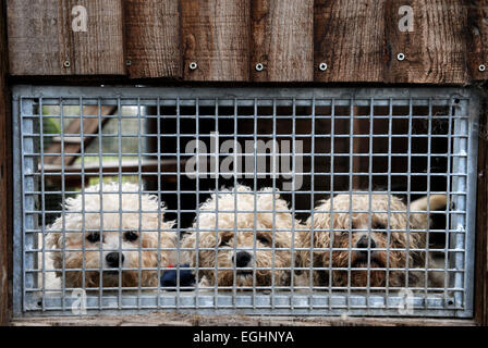 Ex-Zucht Bichon-Hunde im viele Tränen Animal Rescue Centre in der Nähe von Llanelli, Wales UK S. gerettet Stockfoto