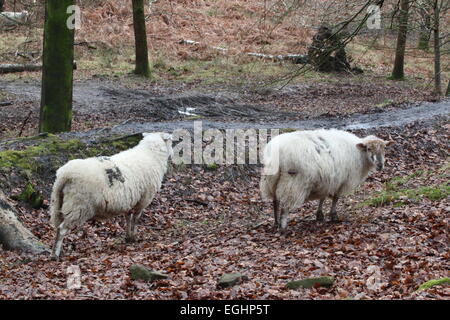 Forest of Dean Sheep Stockfoto