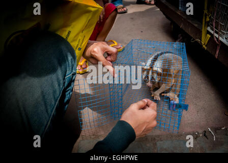 Ein Tierverkäufer am Straßenrand in der Nähe eines Tiermarktes, der auch Wildtiere und geschützte Arten, einschließlich Slow Loris (abgebildet), in Jakarta, Indonesien, verkauft. Stockfoto