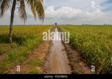 Bewässerungskanal durch ausgedehntes Reisfeld in Karawang Regency, West Java, Indonesien. Stockfoto