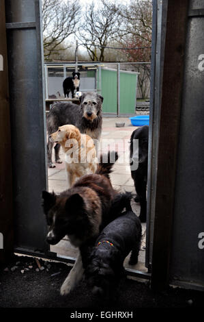 Viele Tränen Animal Rescue-Zentrum in der Nähe von Llanelli, Wales UK S. Stockfoto