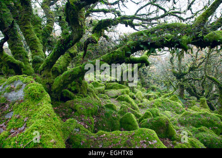 Wistmans Holz Dartmoor Nationalpark Devon Uk Stockfoto