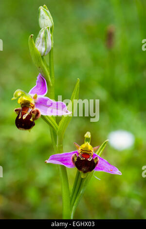 Biene Orchidee Blüten (Ophrys Apifera). Aldeacueva. Carranza-Tal. Biskaya, Baskisches Land, Spanien, Europa Stockfoto