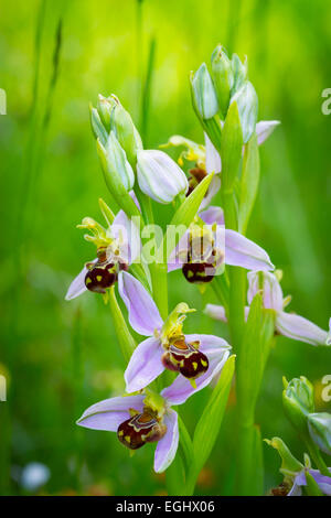 Biene Orchidee Blüten (Ophrys Apifera). Aldeacueva. Carranza-Tal. Biskaya, Baskisches Land, Spanien, Europa Stockfoto