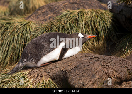 Südatlantik, Südgeorgien, Bucht der Inseln, Prion Island, Gentoo Penguin, Pygoscelis Papua, ruht auf Hügel Tussock-Gras Stockfoto