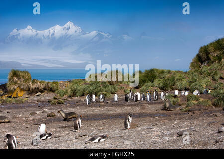 Südatlantik, Südgeorgien, Bucht der Inseln, Prion Island, Gentoo Pinguine am Strand Stockfoto