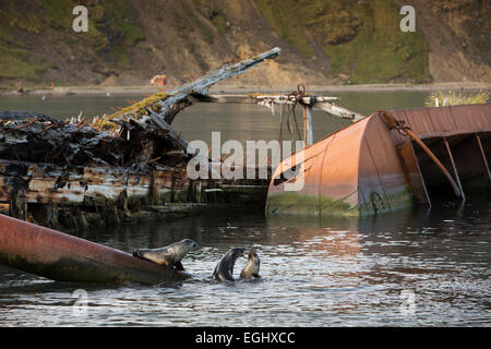 Cumberland Bay, Grytviken, Südgeorgien, Robben unter Reste der 'Louise' drei Masten Holzschiff durch einen Brand zerstört Stockfoto