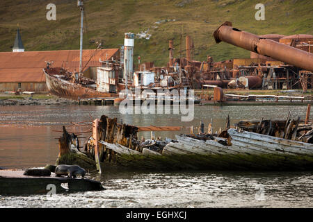 Cumberland Bay, Grytviken, Südgeorgien, Robben unter Reste der 'Louise' drei Masten Holzschiff durch einen Brand zerstört Stockfoto