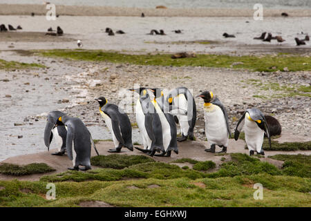Süd-Georgien, Stromness, Gruppe von Jugendlichen König Pinguine am Strand Stockfoto