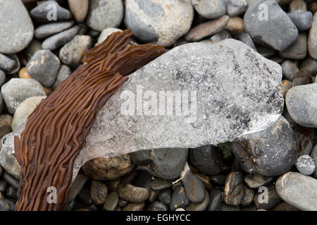 Süd-Georgien, Cumberland Bay, Jason Harbour, Seetang und Eis am Strand Kieselsteine, detail Stockfoto