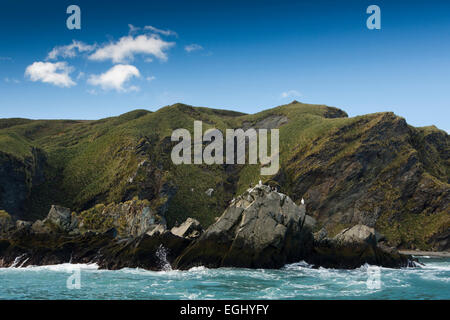 Süd-Georgien, Gold Harbour, Imperial oder Blue Eyed Shags auf Felsen Stockfoto