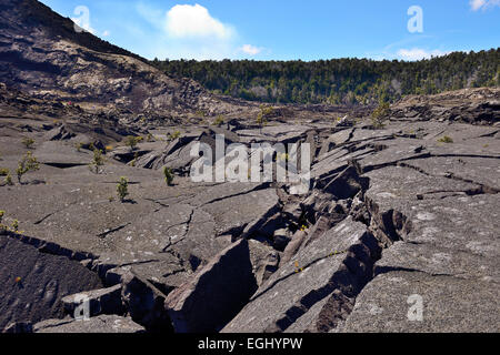 Kilauea Iki Trail - Volcanoes-Nationalpark, Big Island, Hawaii, USA Stockfoto