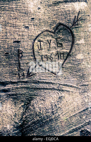 Herzen in einem Baumstamm Stockfoto
