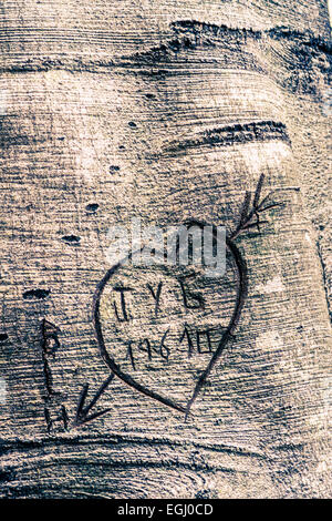 Herzen in einem Baumstamm Stockfoto