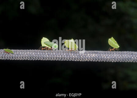 Blattschneiderameisen tragen Blätter an einem Seil über einen Fluss. Die Berge der Sierra Nevada, Kolumbien. Blattschneiderameisen oder Blatt cutte Stockfoto
