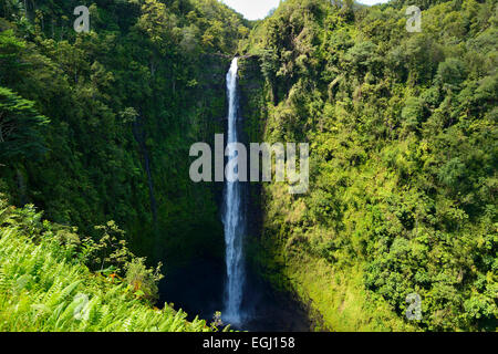 420ft (130m) ungebrochen Kaskade von Akaka Falls, Big Island, Hawaii, USA Stockfoto