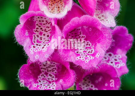 gemeinsamen Fingerhut (Digitalis Purpurea). COLLADOS del Ason Naturpark. Kantabrien, Spanien, Europa. Stockfoto