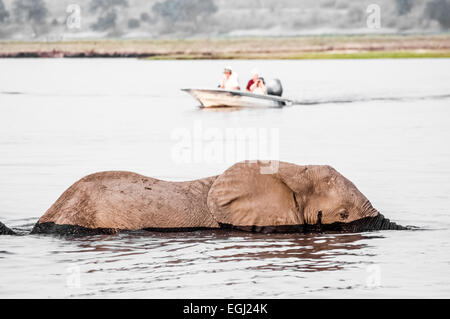 Ein Elefantenbullen kreuzt den Chobe Fluss, Richtung Seduku. Stockfoto