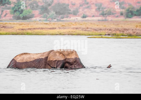 Ein Elefantenbullen kreuzt den Chobe Fluss, Richtung Seduku. Stockfoto