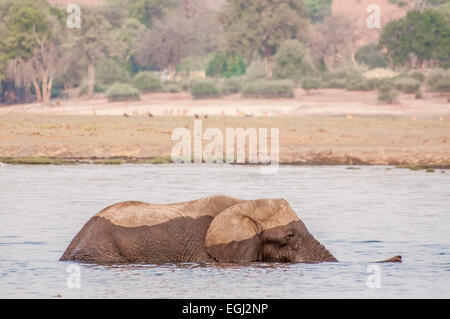 Ein Elefantenbullen kreuzt den Chobe Fluss, Richtung Seduku. Stockfoto