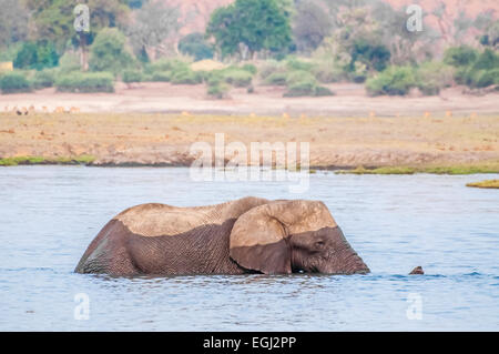 Ein Elefantenbullen kreuzt den Chobe Fluss, Richtung Seduku. Stockfoto